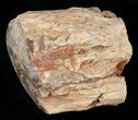Polished Petrified Wood Limb - Madagascar #17178-1